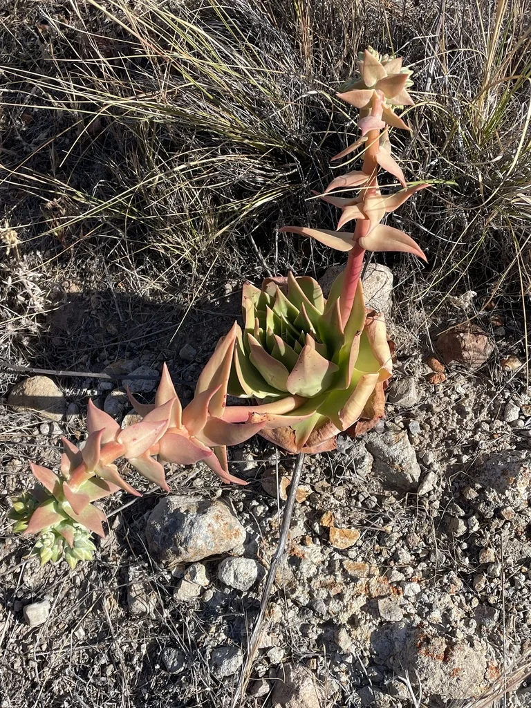 Dudleya Candelabrum