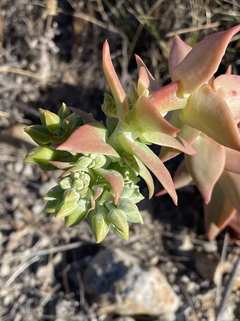 Dudleya Candelabrum