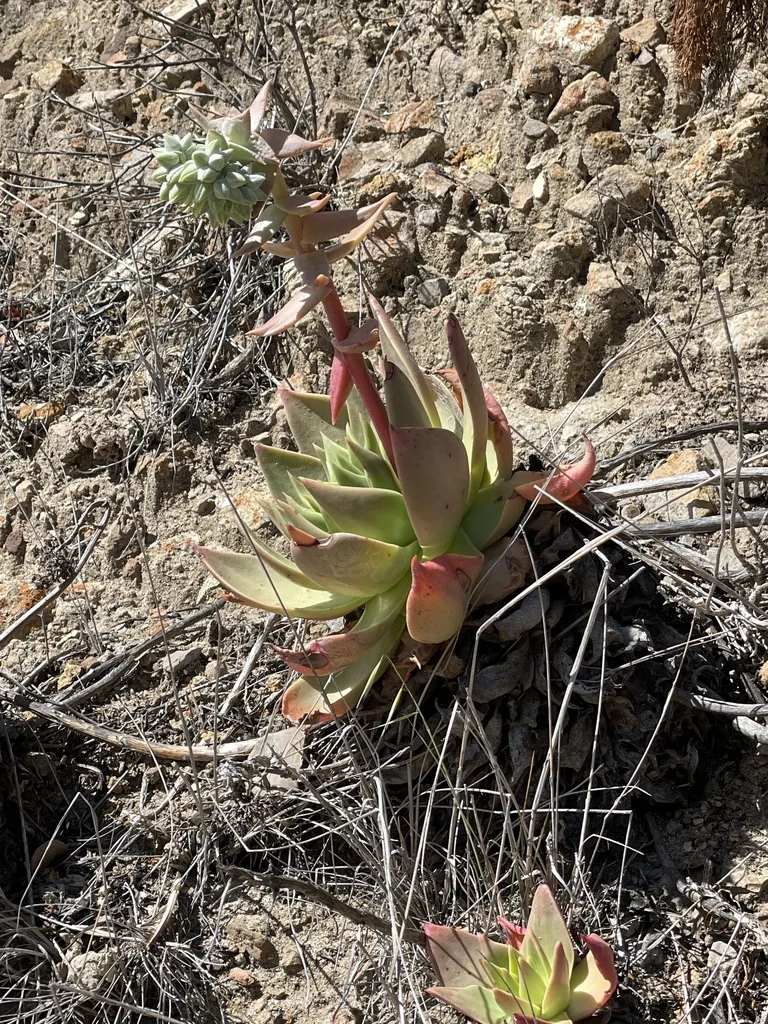 Dudleya Candelabrum