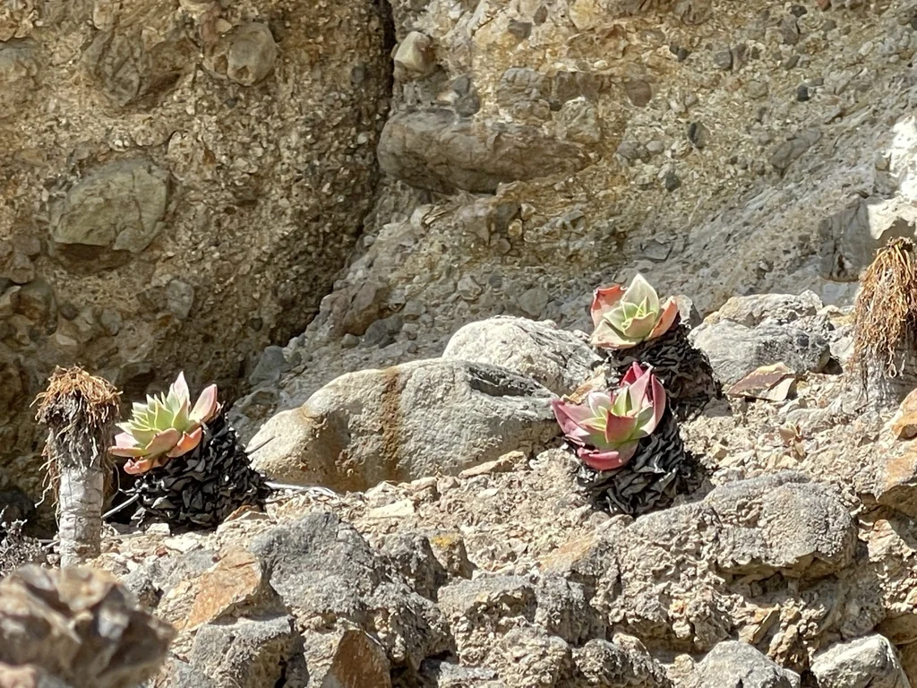 Dudleya Candelabrum