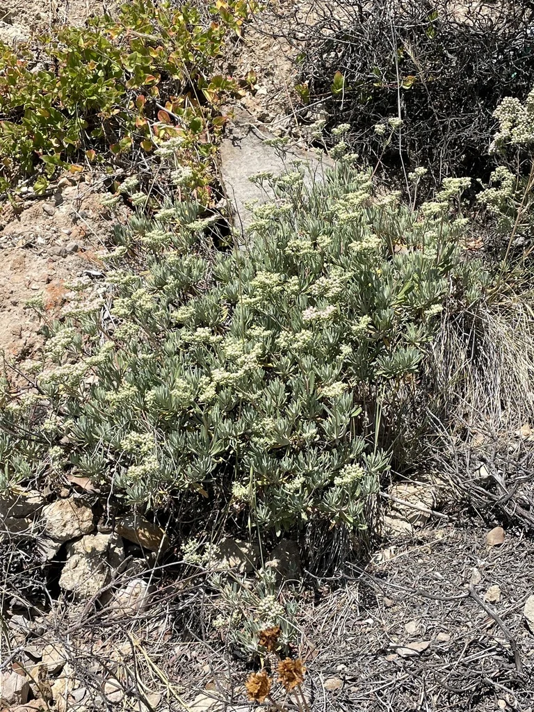 Eriogonum Arborescens