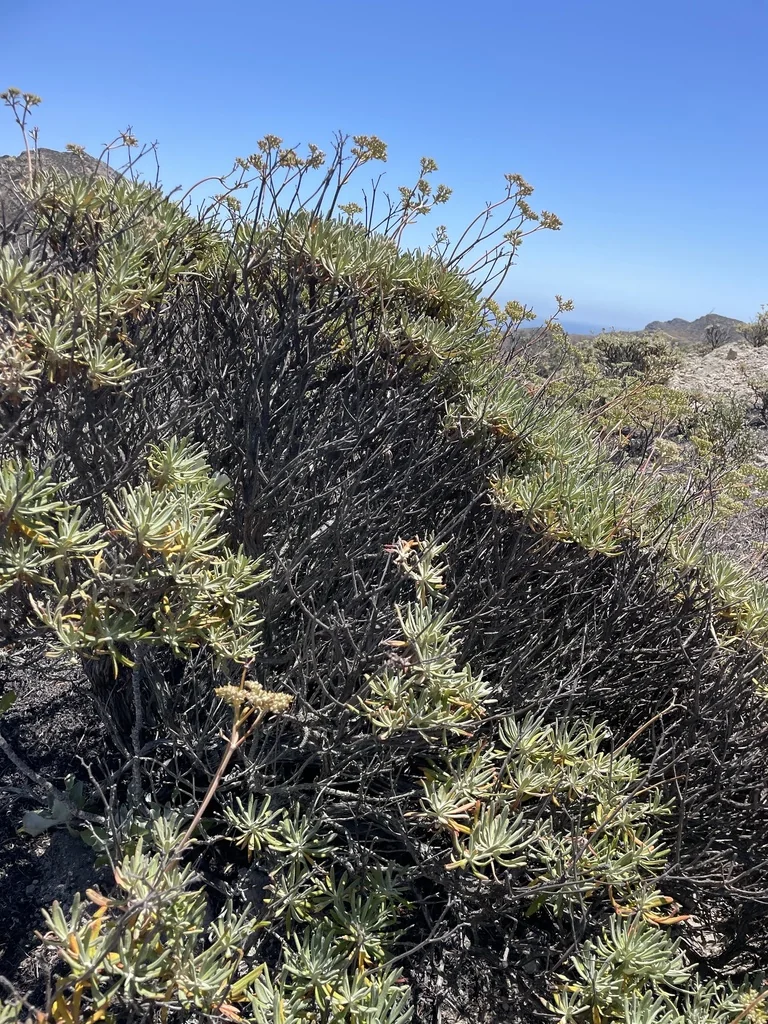 Eriogonum Arborescens