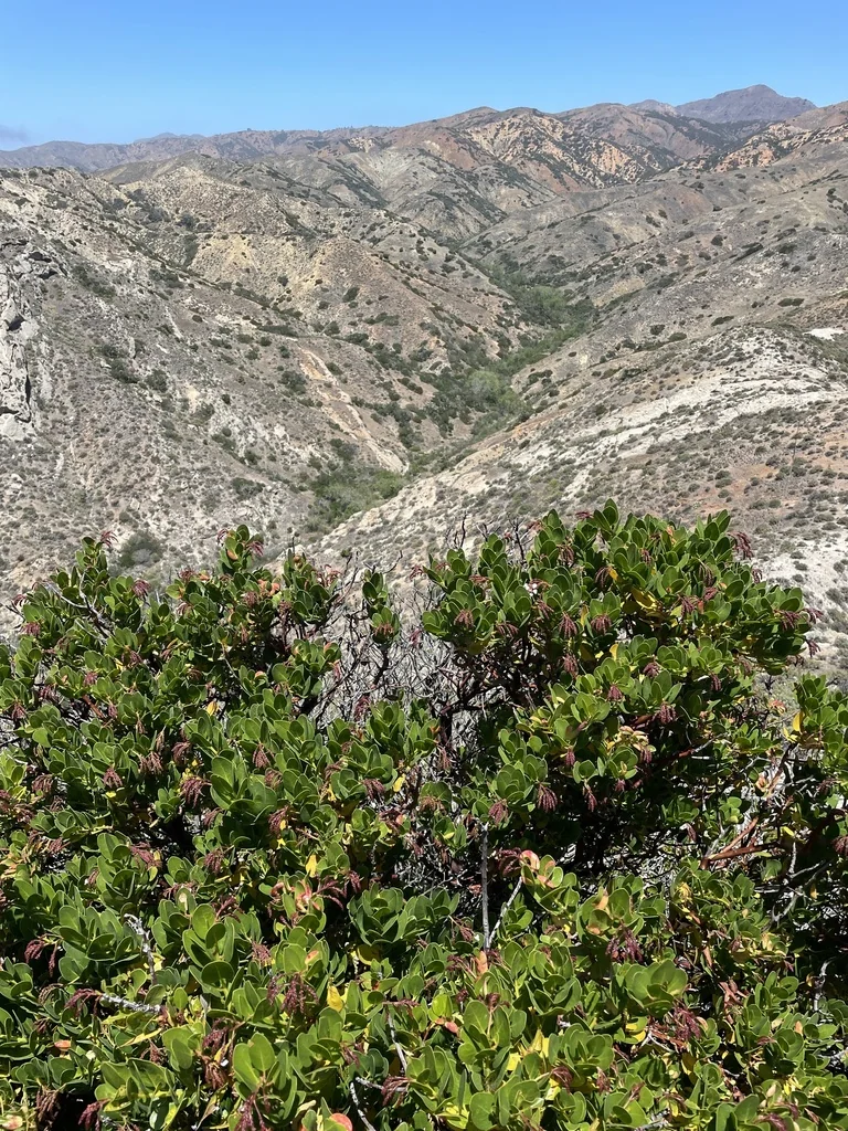 Arctostaphylos Insularis