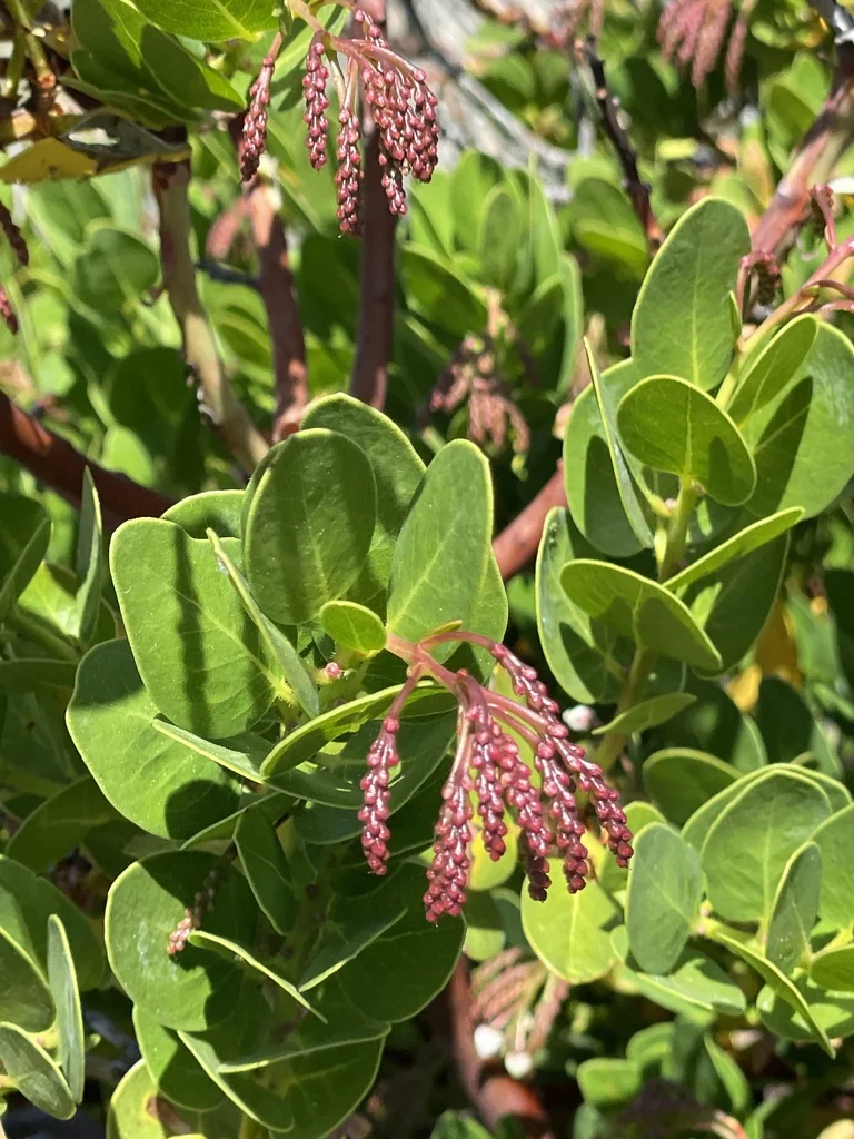 Arctostaphylos Insularis