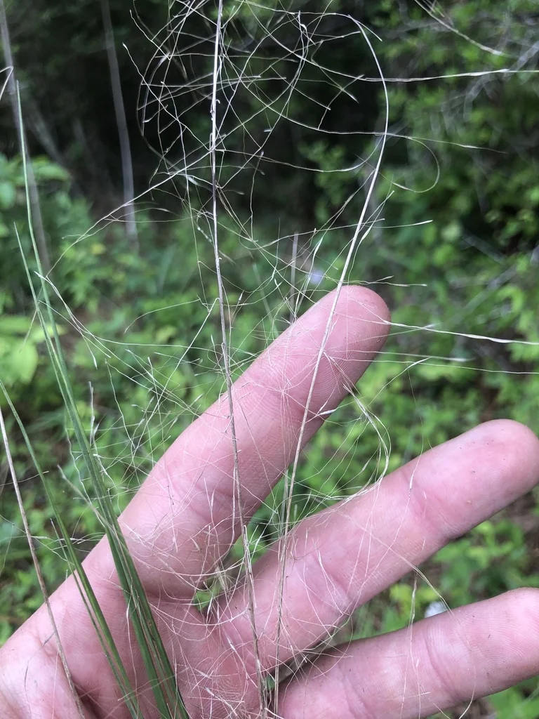 Muhlenbergia capillaris