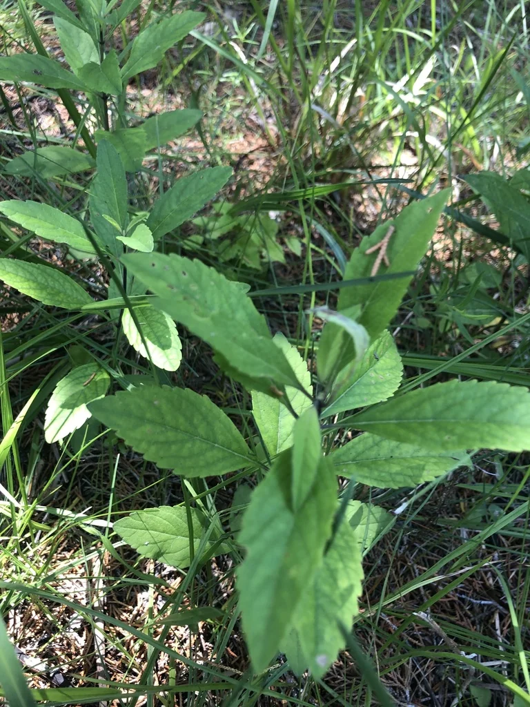 Salvia Azurea Grandiflora