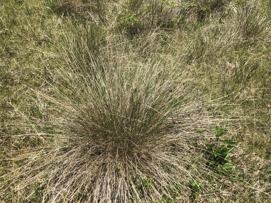 Muhlenbergia capillaris