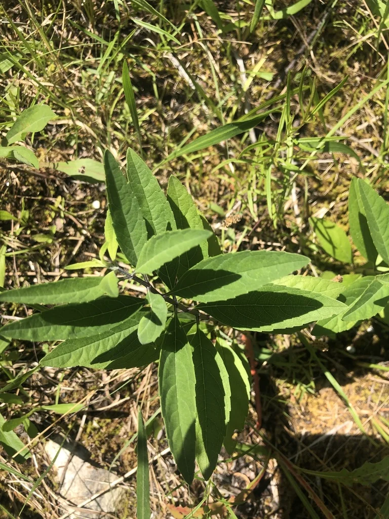 Salvia Azurea Grandiflora