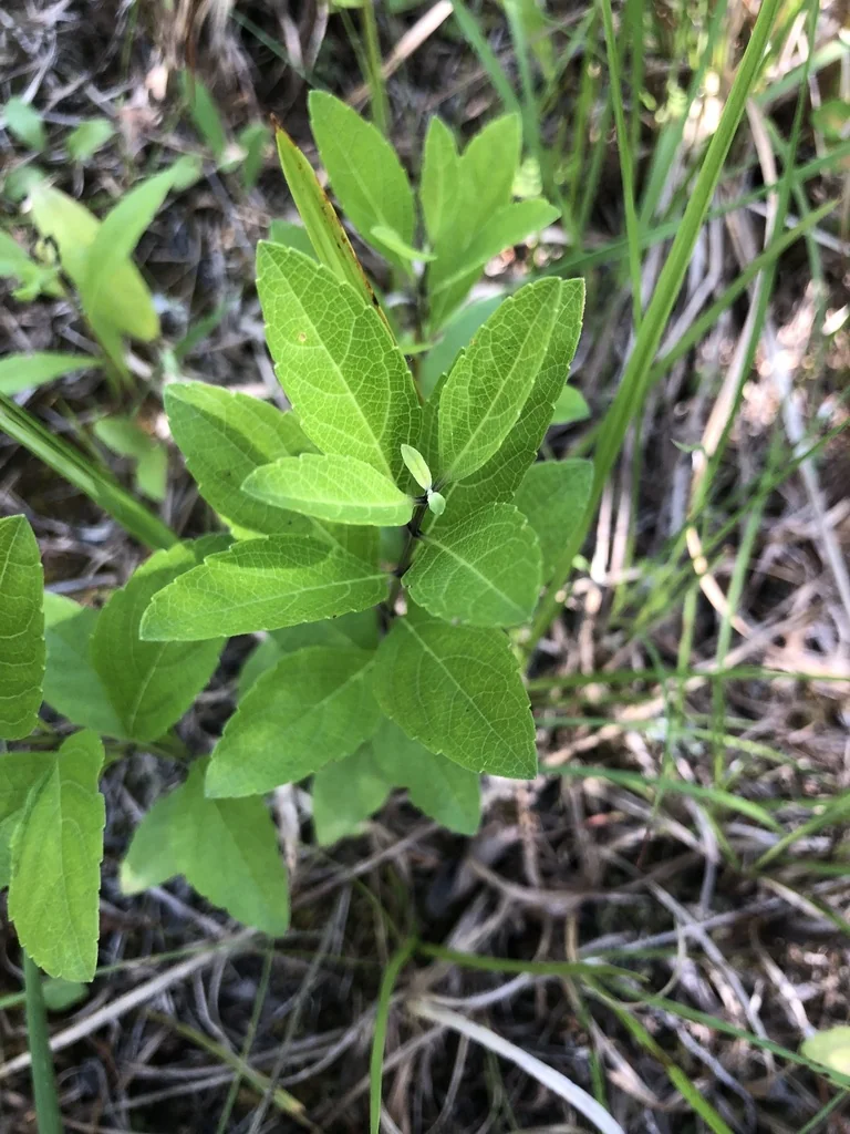 Salvia Azurea Grandiflora