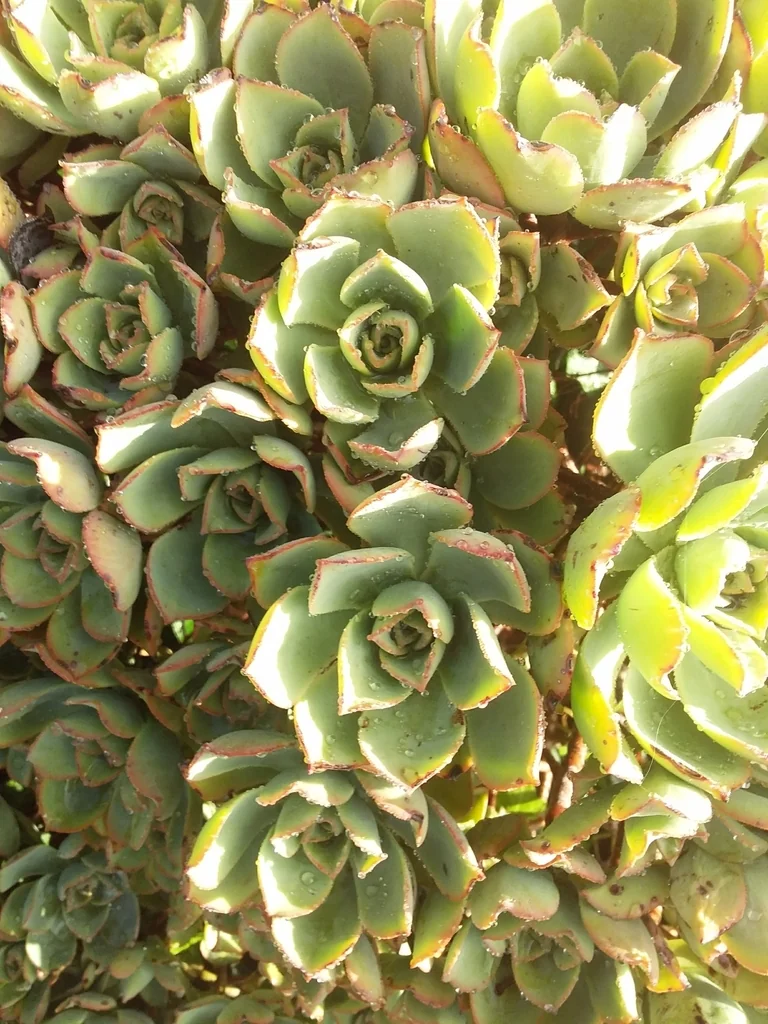 Aeonium Haworthii