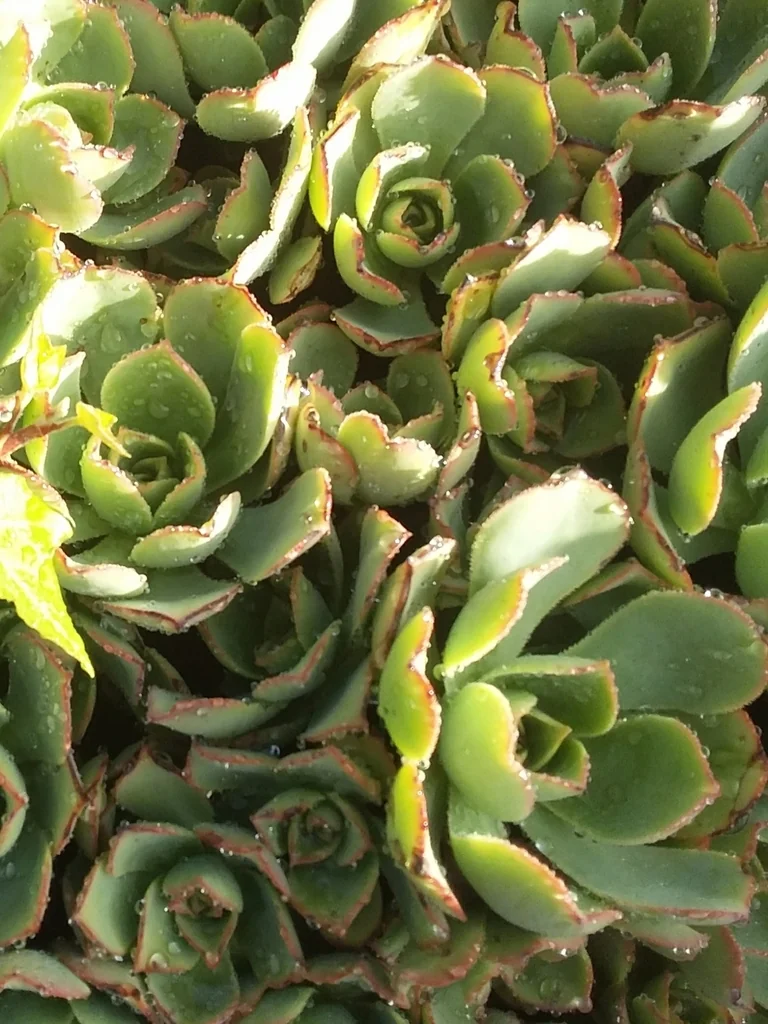 Aeonium Haworthii