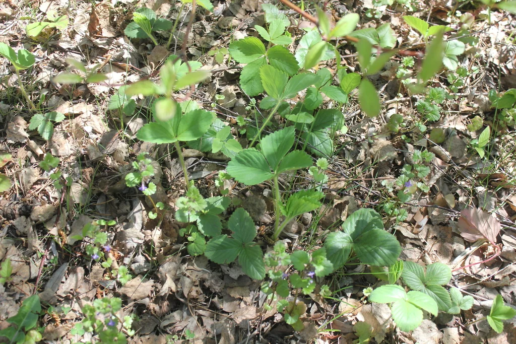 Fragaria ananassa