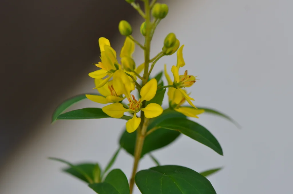 Galphimia Gracilis