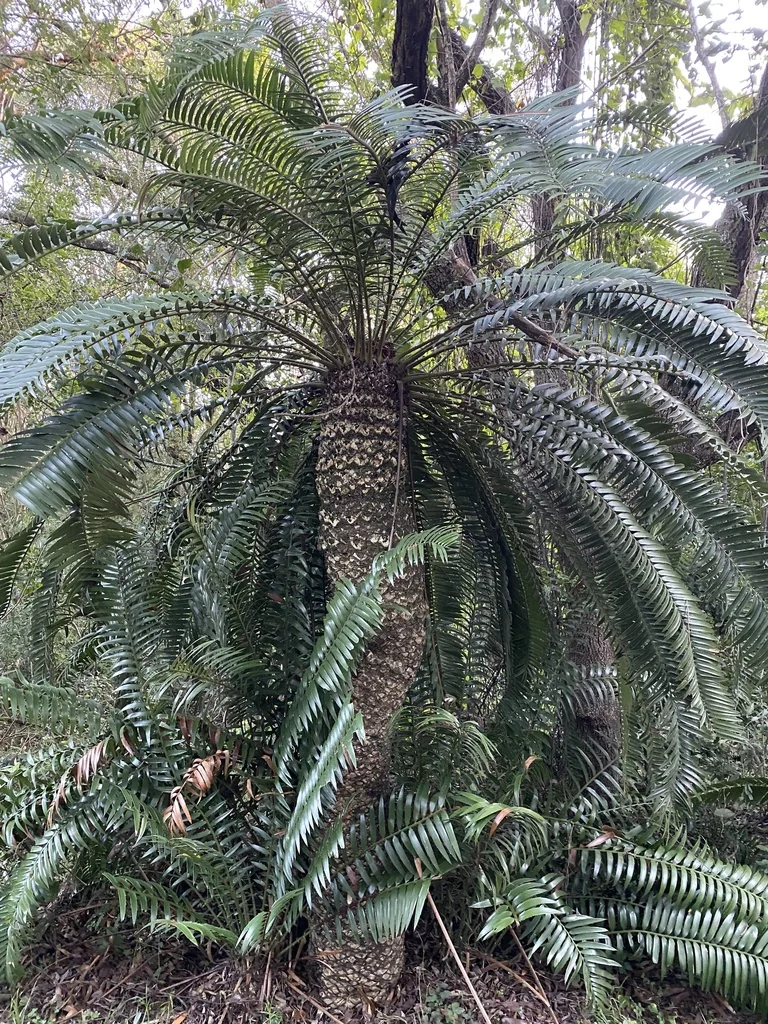 Encephalartos Natalensis