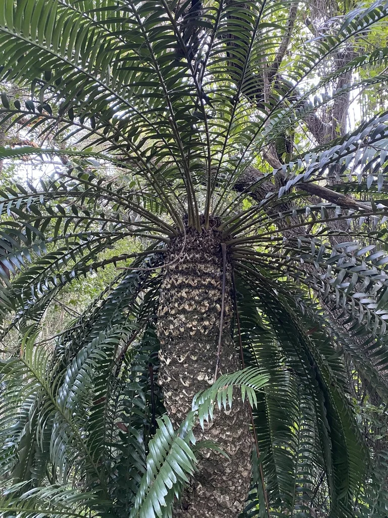 Encephalartos Natalensis