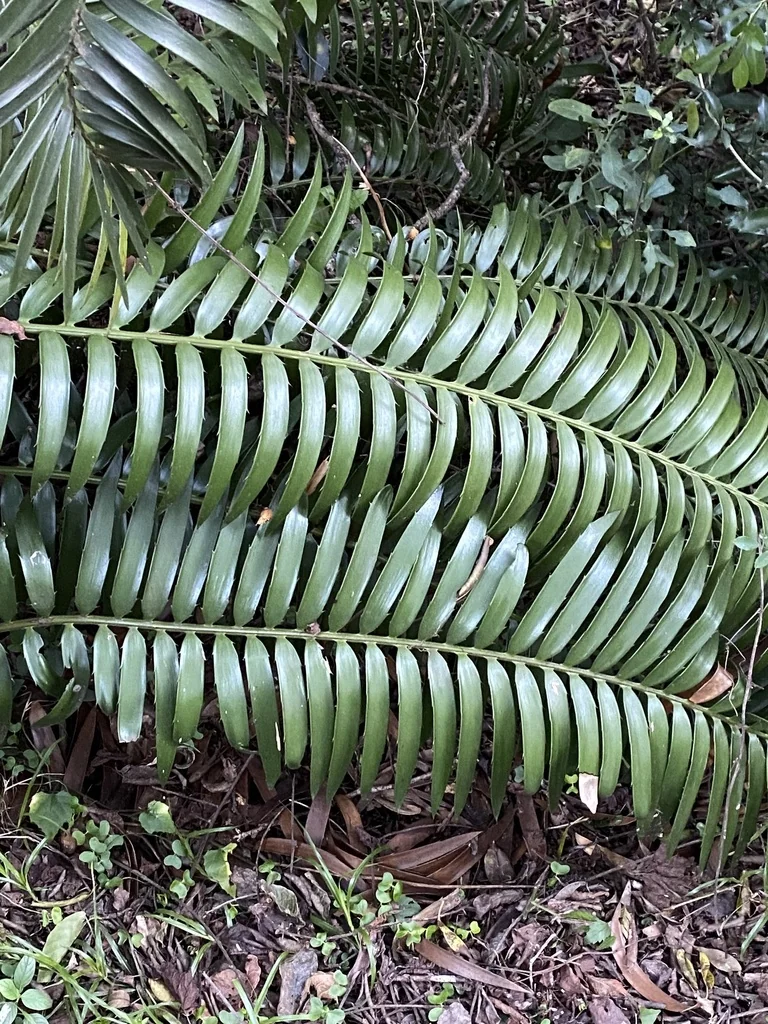 Encephalartos Natalensis