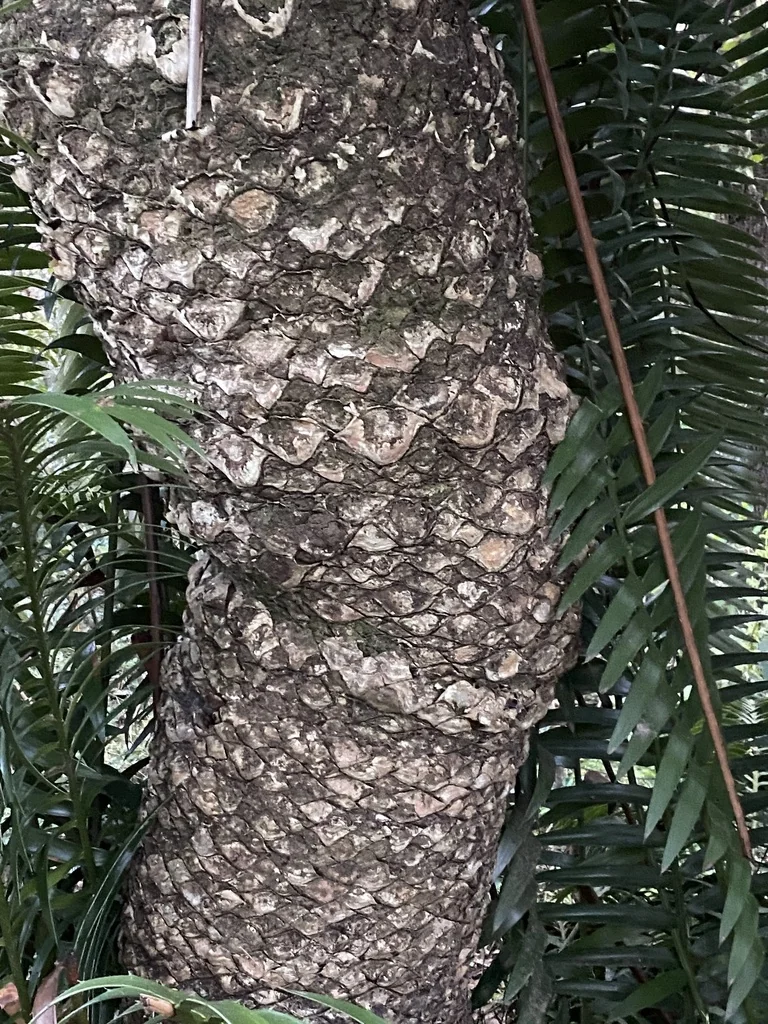 Encephalartos Natalensis