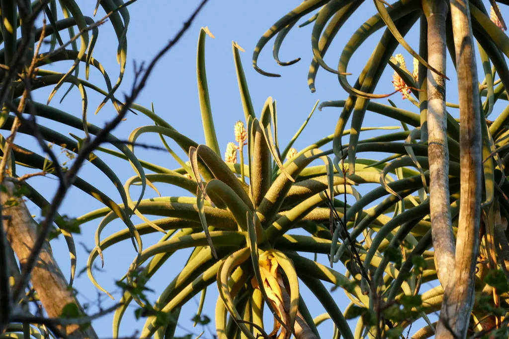 Aloe Barberae
