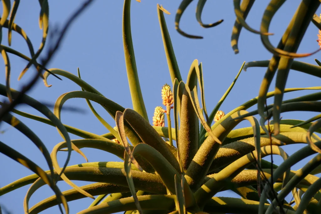 Aloe Barberae