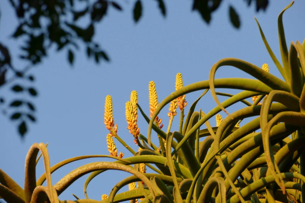 Aloe Barberae