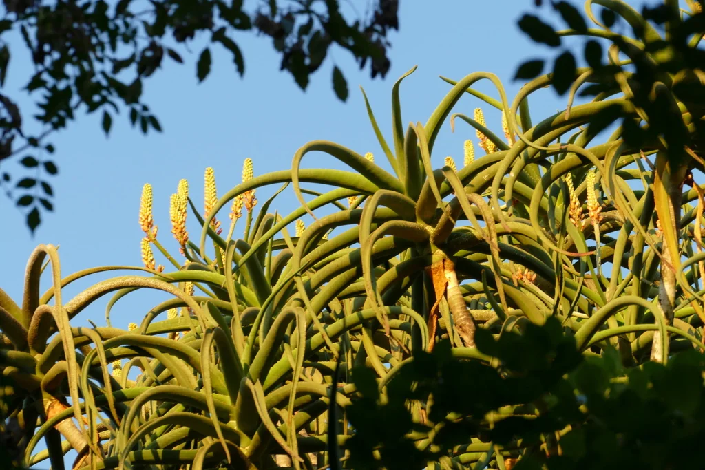 Aloe Barberae
