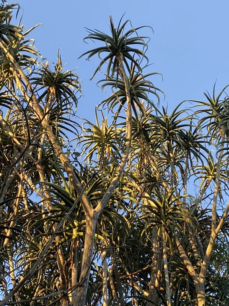 Aloe Barberae