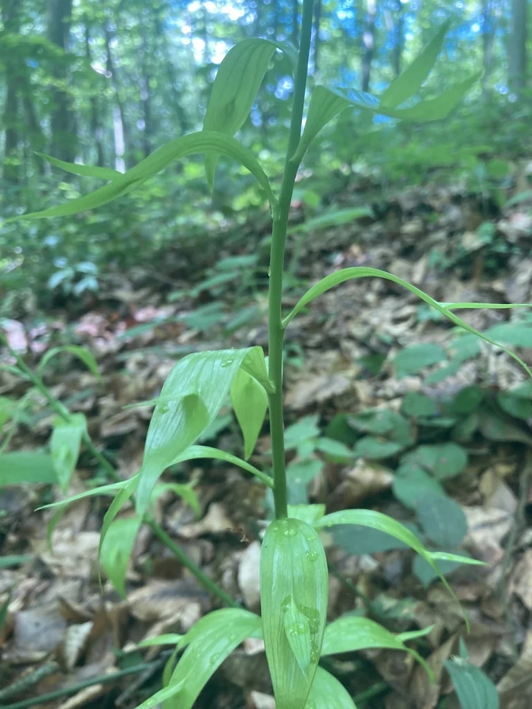 Ruscus Hypoglossum