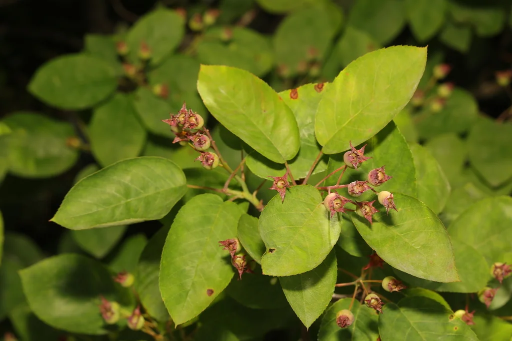 Amelanchier Lamarckii