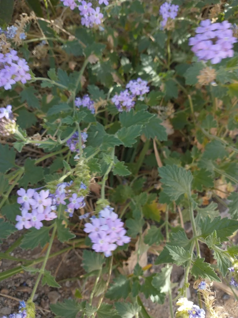 Verbena Gooddingii