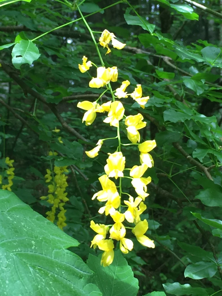 Laburnum Alpinum