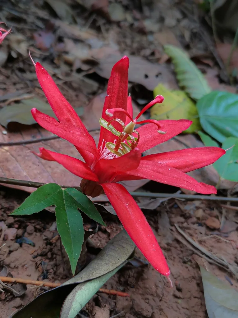 Passiflora Vitifolia