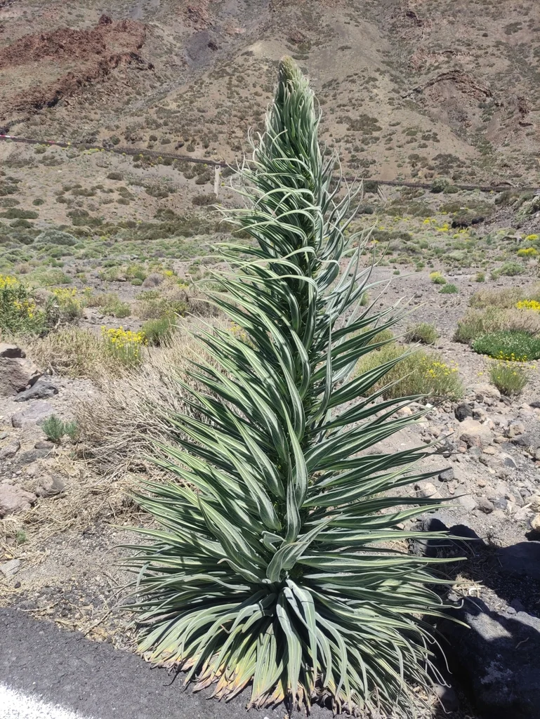 Echium Wildpretii