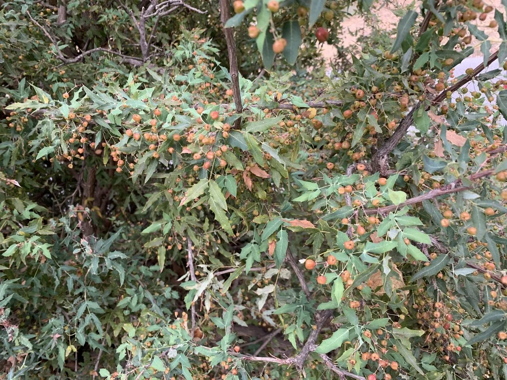 Berberis Nevinii
