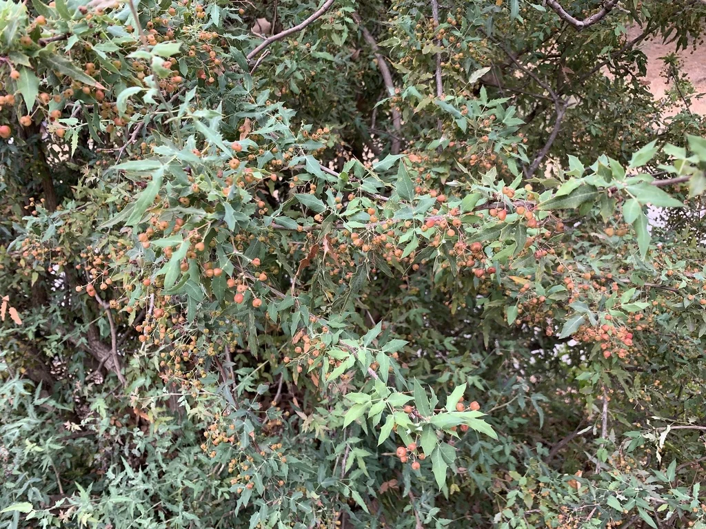 Berberis Nevinii
