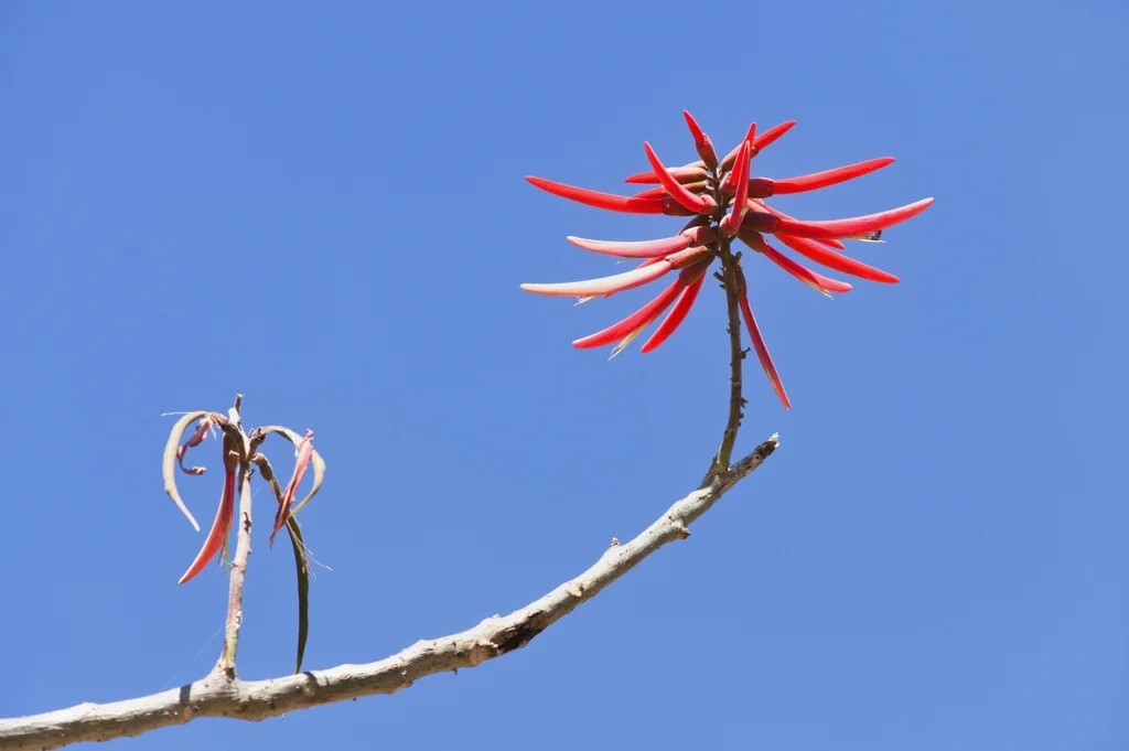 Erythrina Coralloides