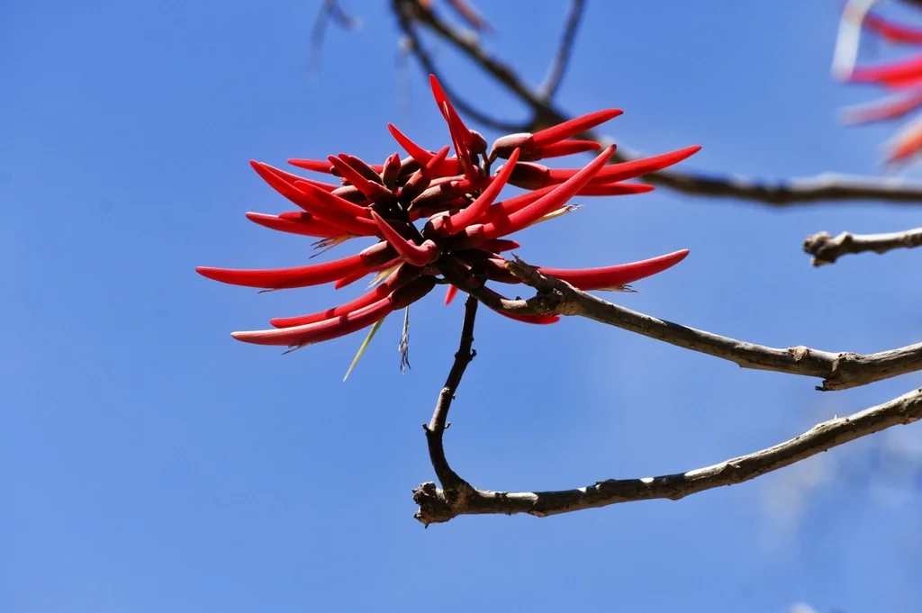 Erythrina Coralloides