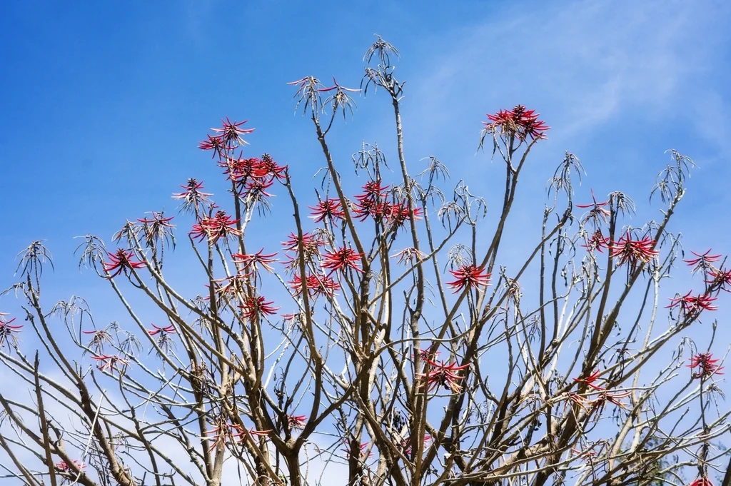Erythrina Coralloides