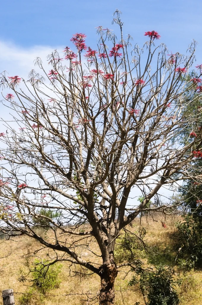 Erythrina Coralloides