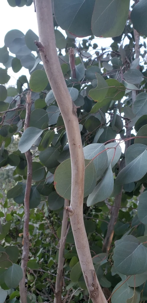 Eucalyptus Polyanthemos