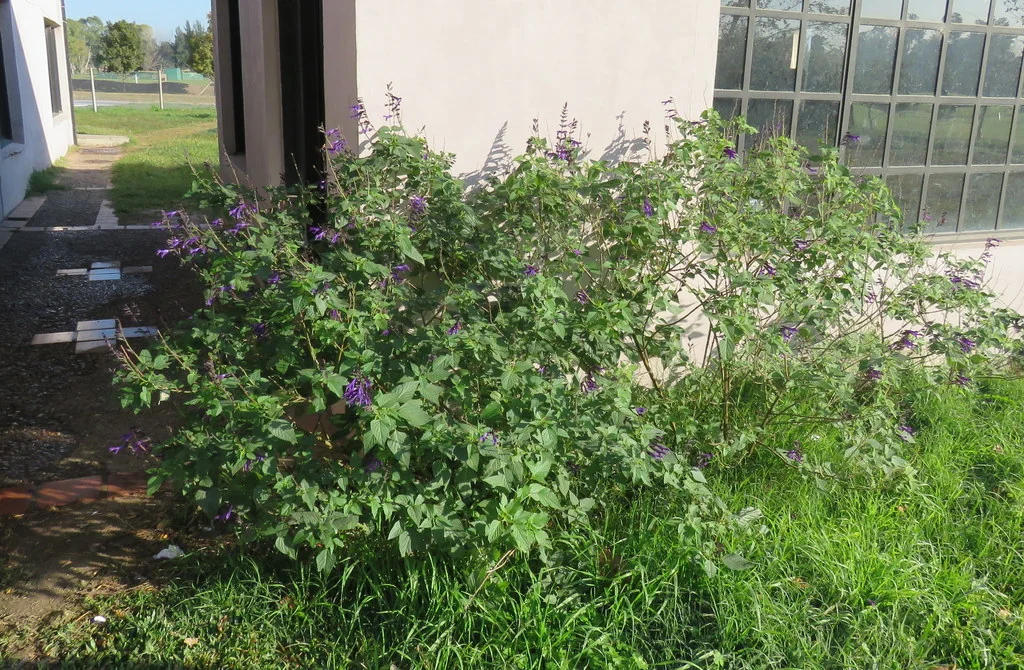 Salvia Guaranitica