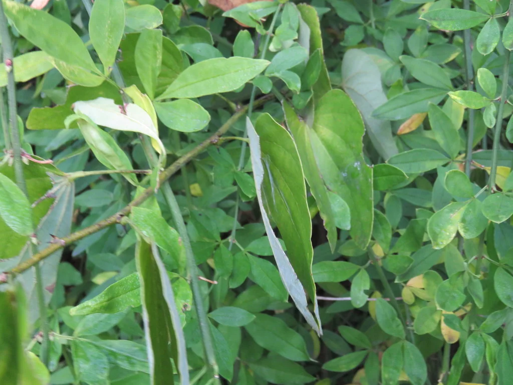 Bauhinia forficata