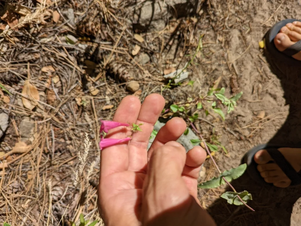 Penstemon Pseudospectabilis