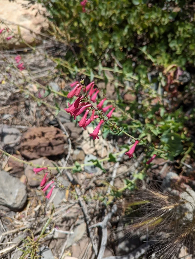 Penstemon Pseudospectabilis