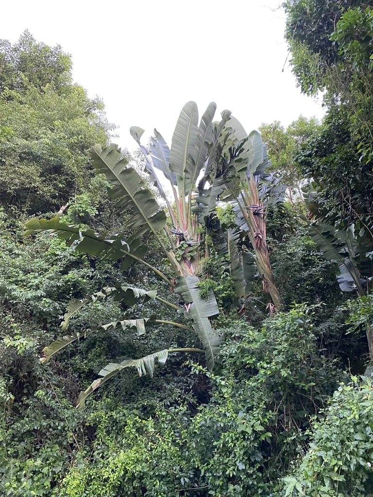Strelitzia Nicolai