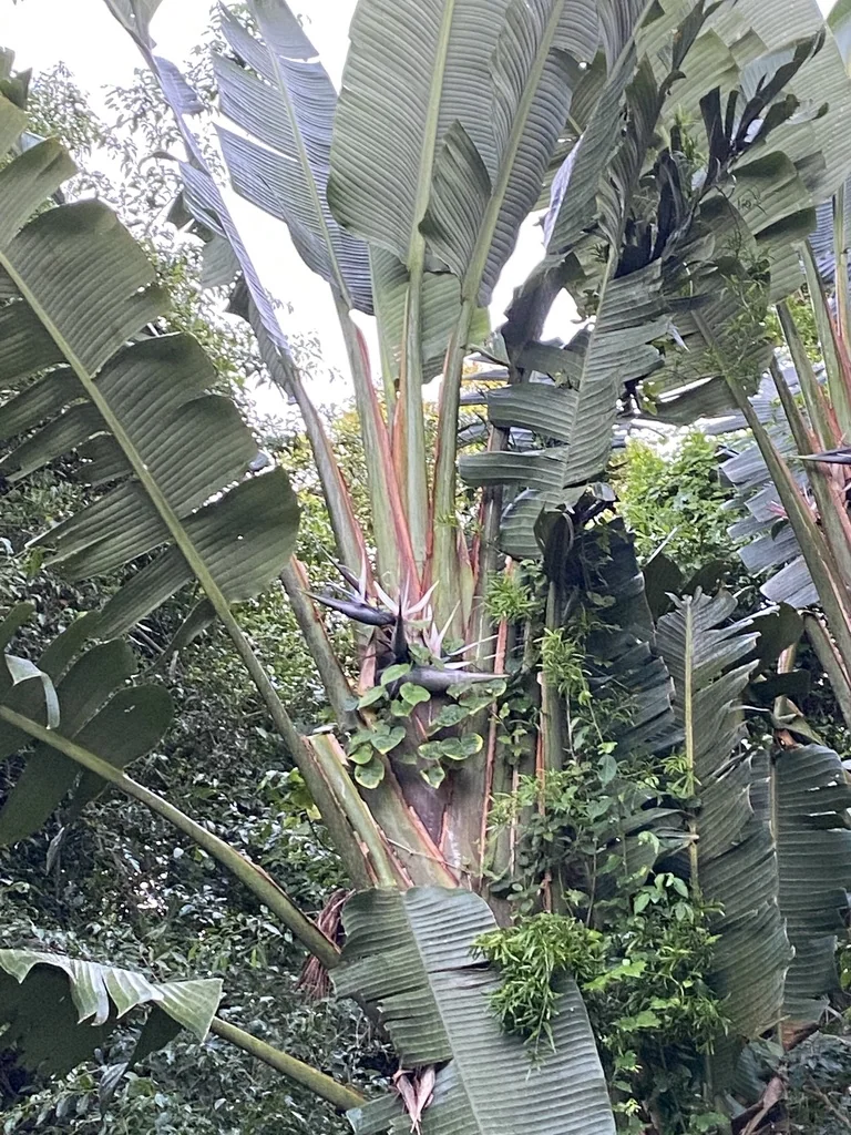 Strelitzia Nicolai