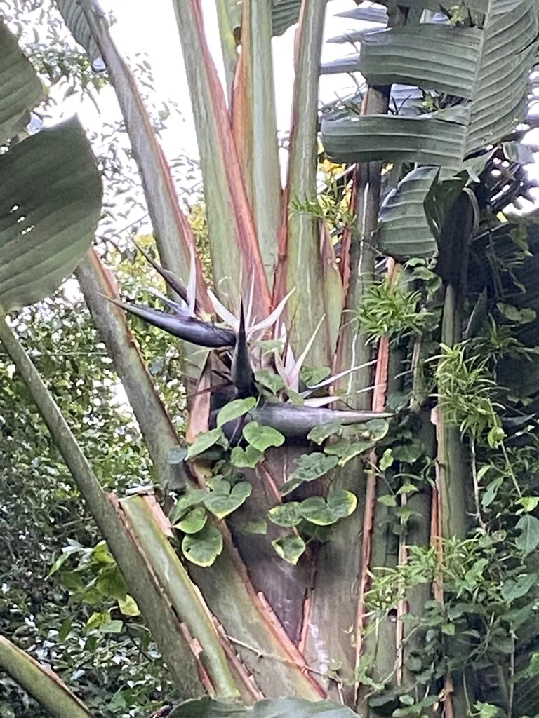 Strelitzia Nicolai