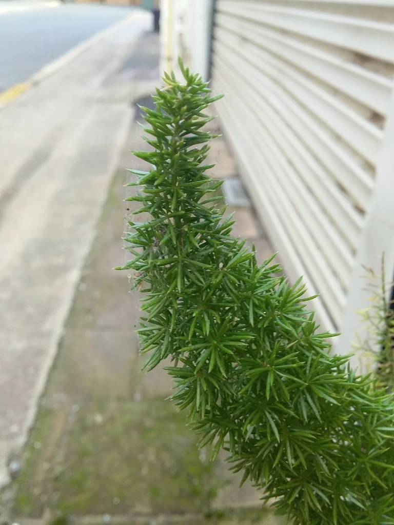 Asparagus densiflorus