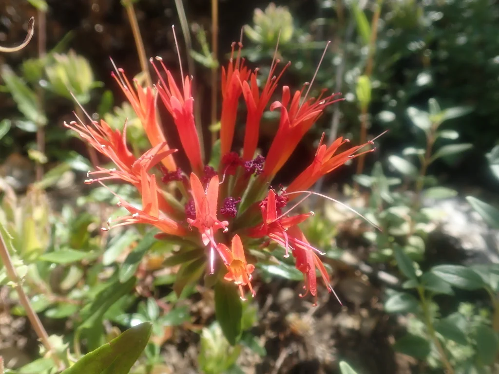 Monardella Macrantha