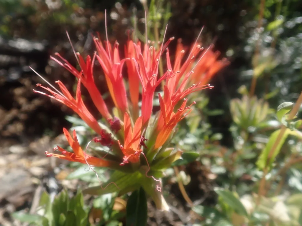 Monardella Macrantha