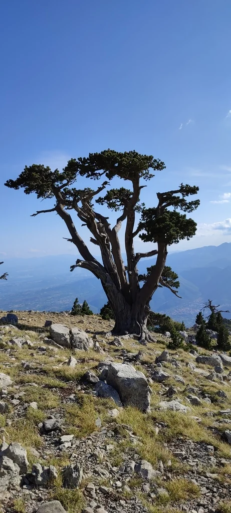 Pinus Heldreichii